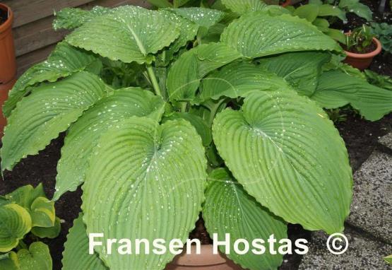 Hosta Niagara Falls